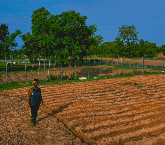 Golda Naa Adaku Addo walking a freshly tilled field in farm boots, with irrigation fencing and trees behind her